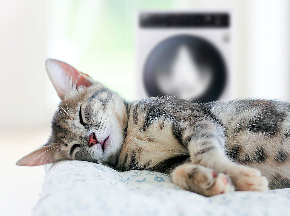 cat-wm-bg.jpg